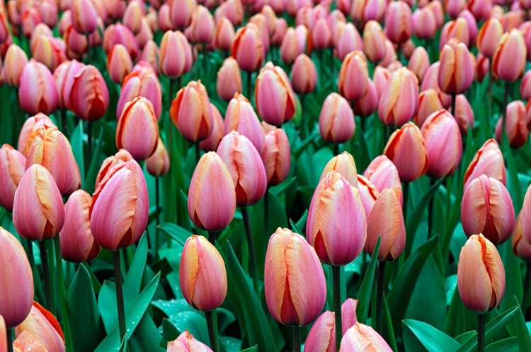 Tulpe 'Apricot Impression'